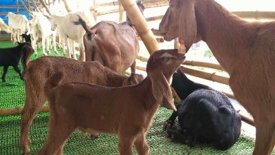 洗羊毛廢水處理中難點(diǎn)