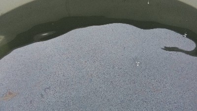 垃圾滲濾液污水處理方法